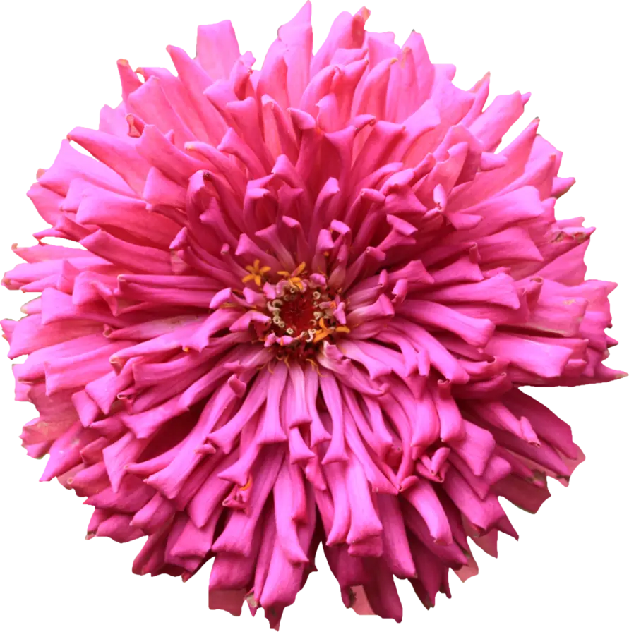 Pink Flower Illustration