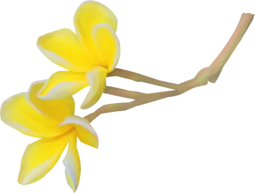 Yellow Frangipani Flower Branch