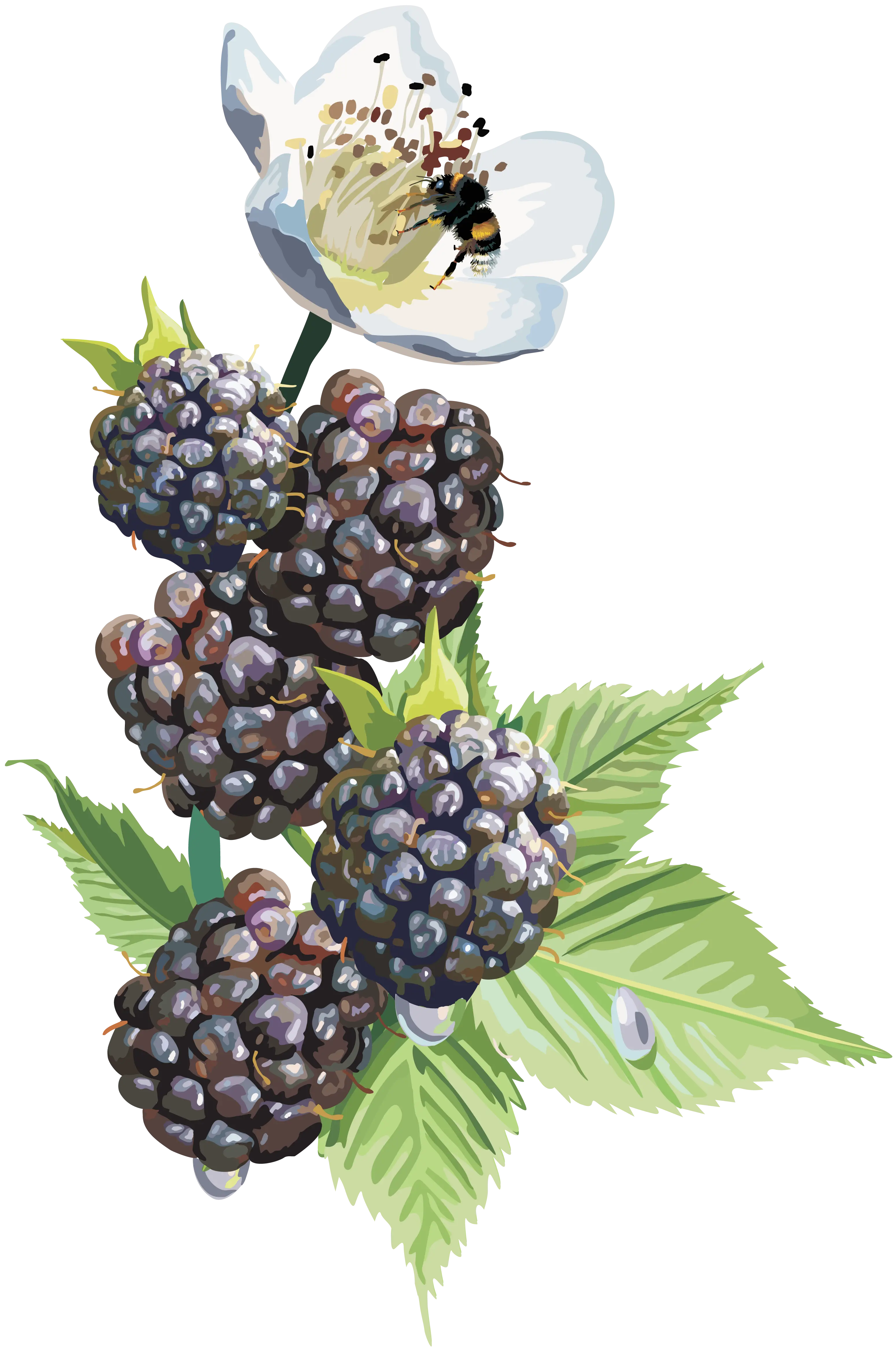 Blackberries with Leaves and Flower