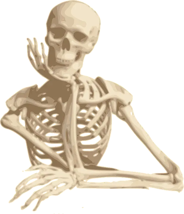 Human Skeleton in a Resting Position