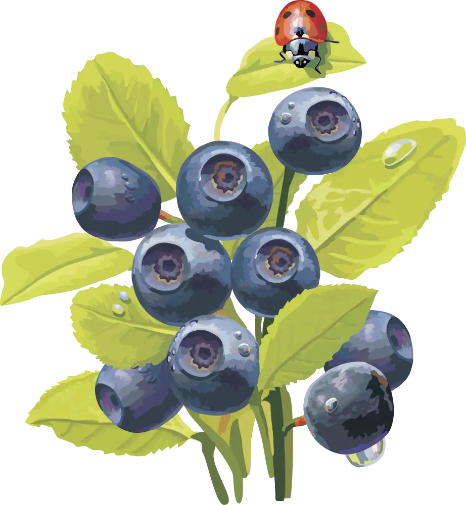 Blueberries with Leaves and Ladybug