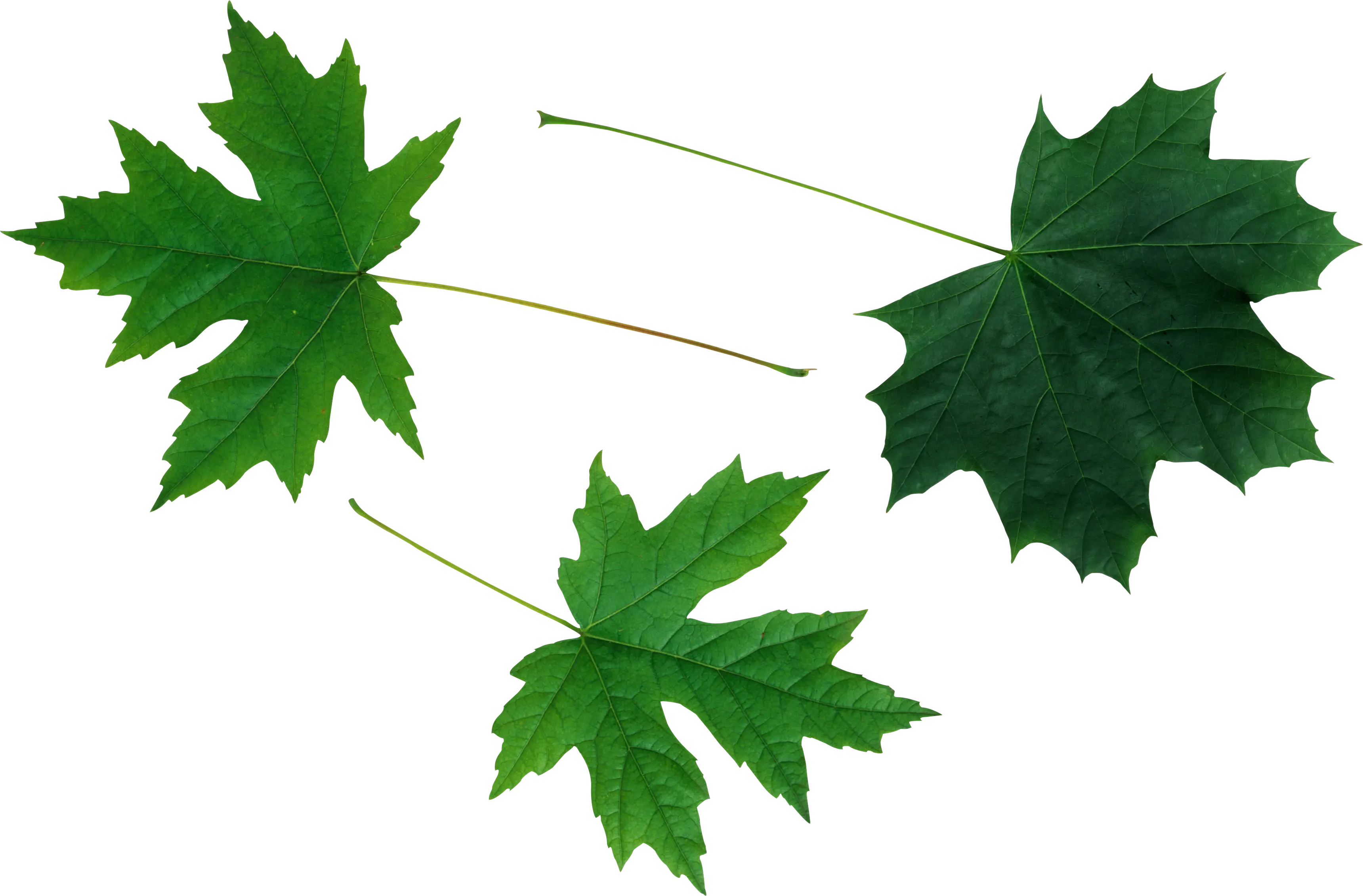 Green Maple Leaves Illustration