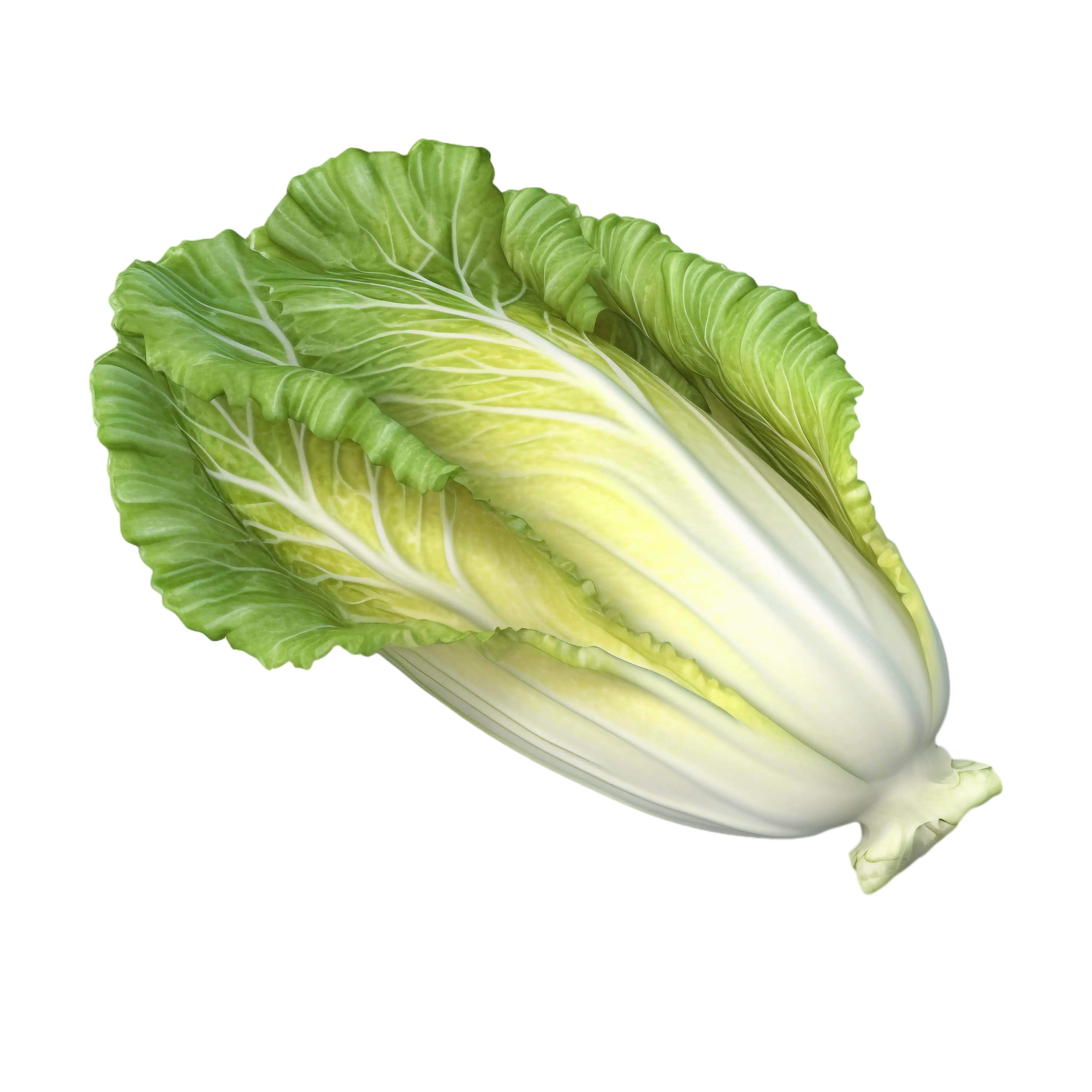 Fresh Chinese Cabbage Illustration