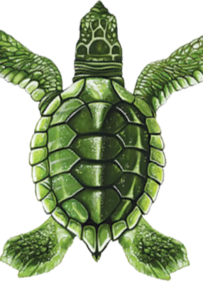 Green Turtle