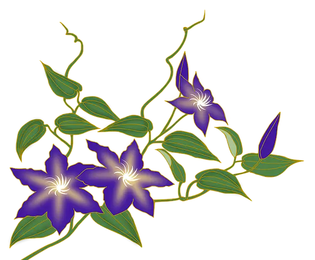 Purple Clematis Flowers with Vine