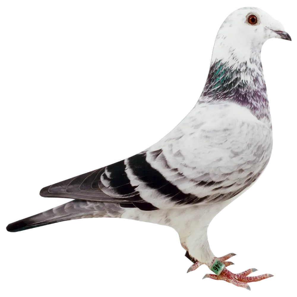 White Pigeon Standing Gracefully