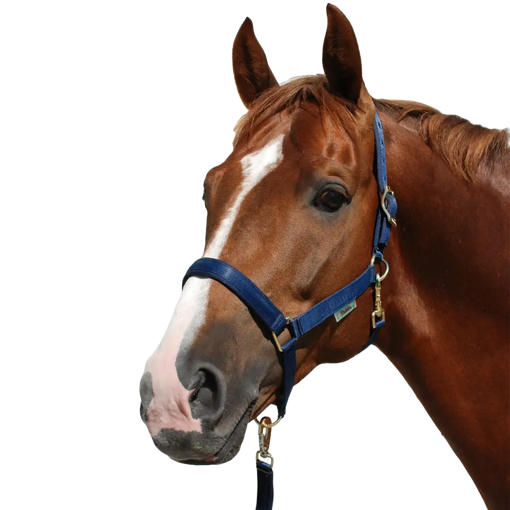 Brown Horse Head with Harness