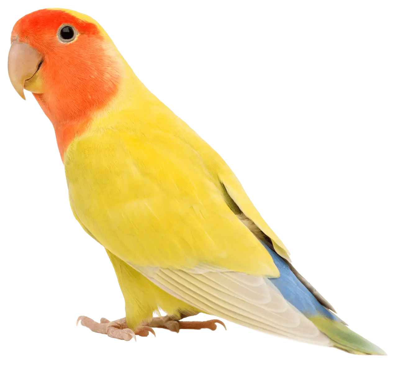Yellow Lovebird with Bright Plumage