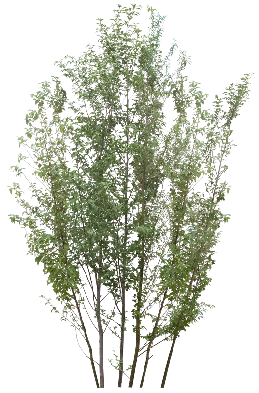 Green Tree Isolated on Transparent Background