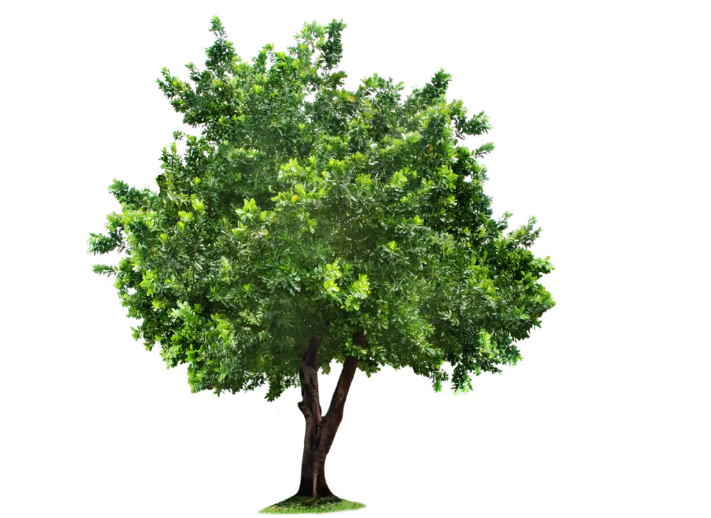 Lush Green Tree