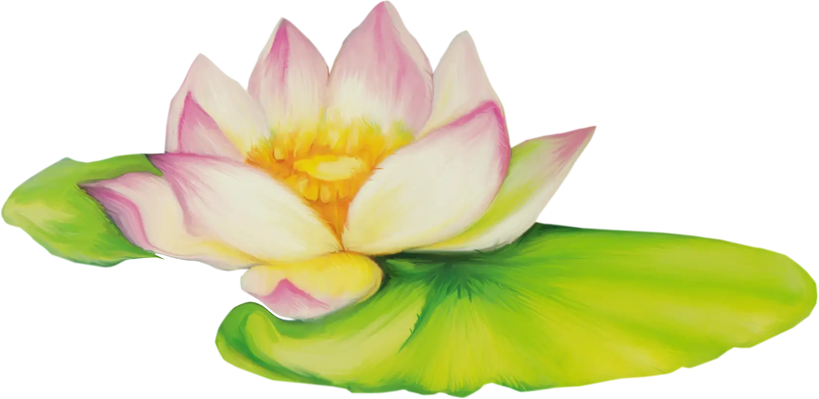 Pink Lotus Flower with Green Leaves