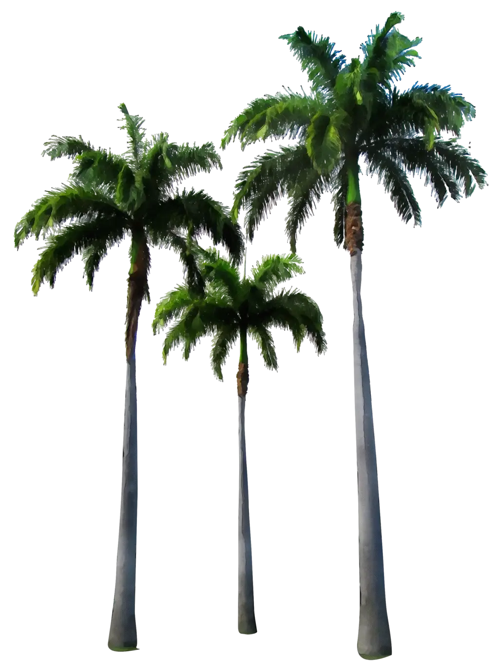 Tall Tropical Palm Trees