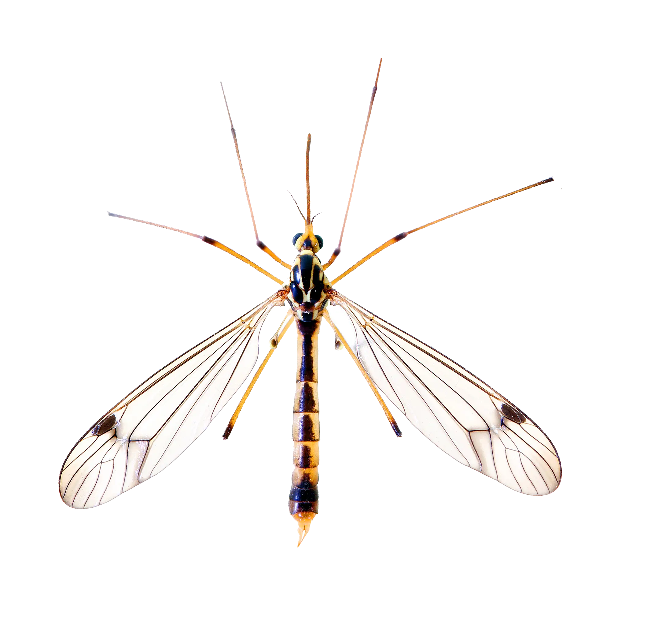 Crane Fly with Long Legs and Wings