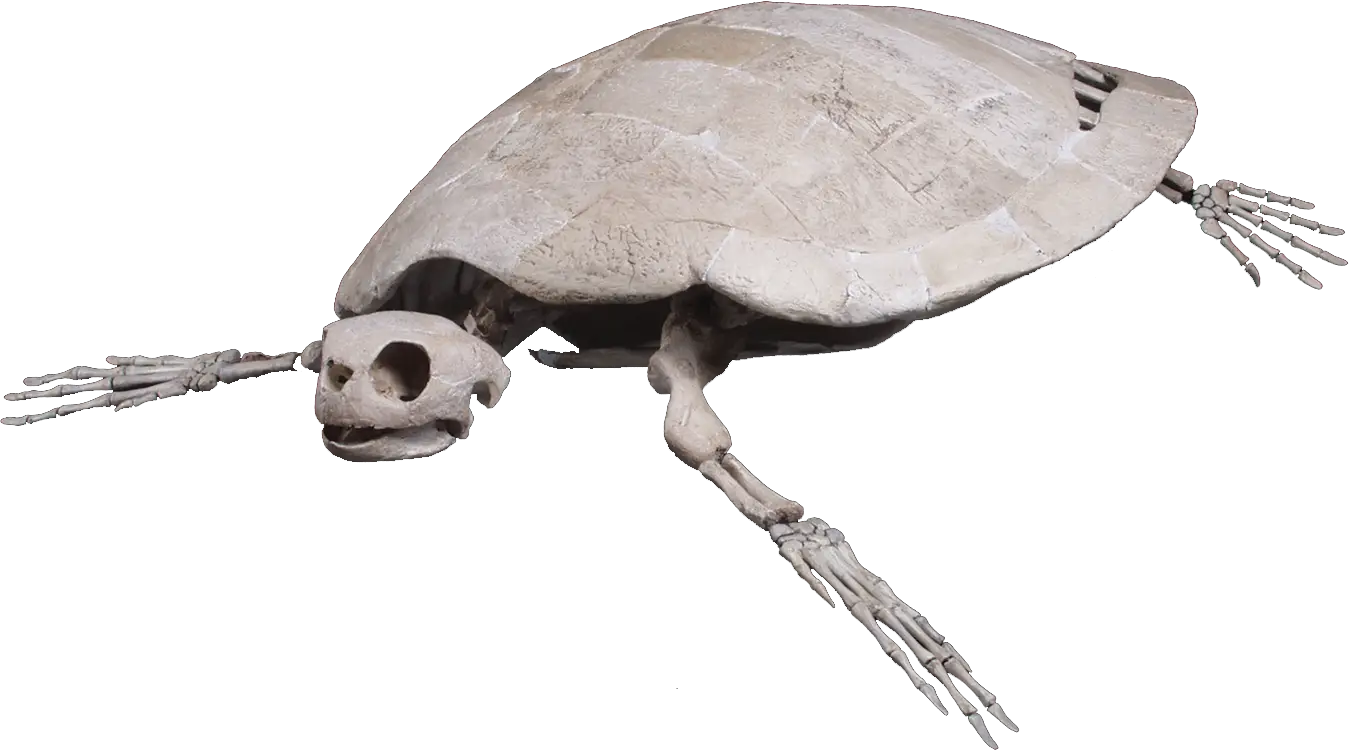 Turtle Skeleton Fossil
