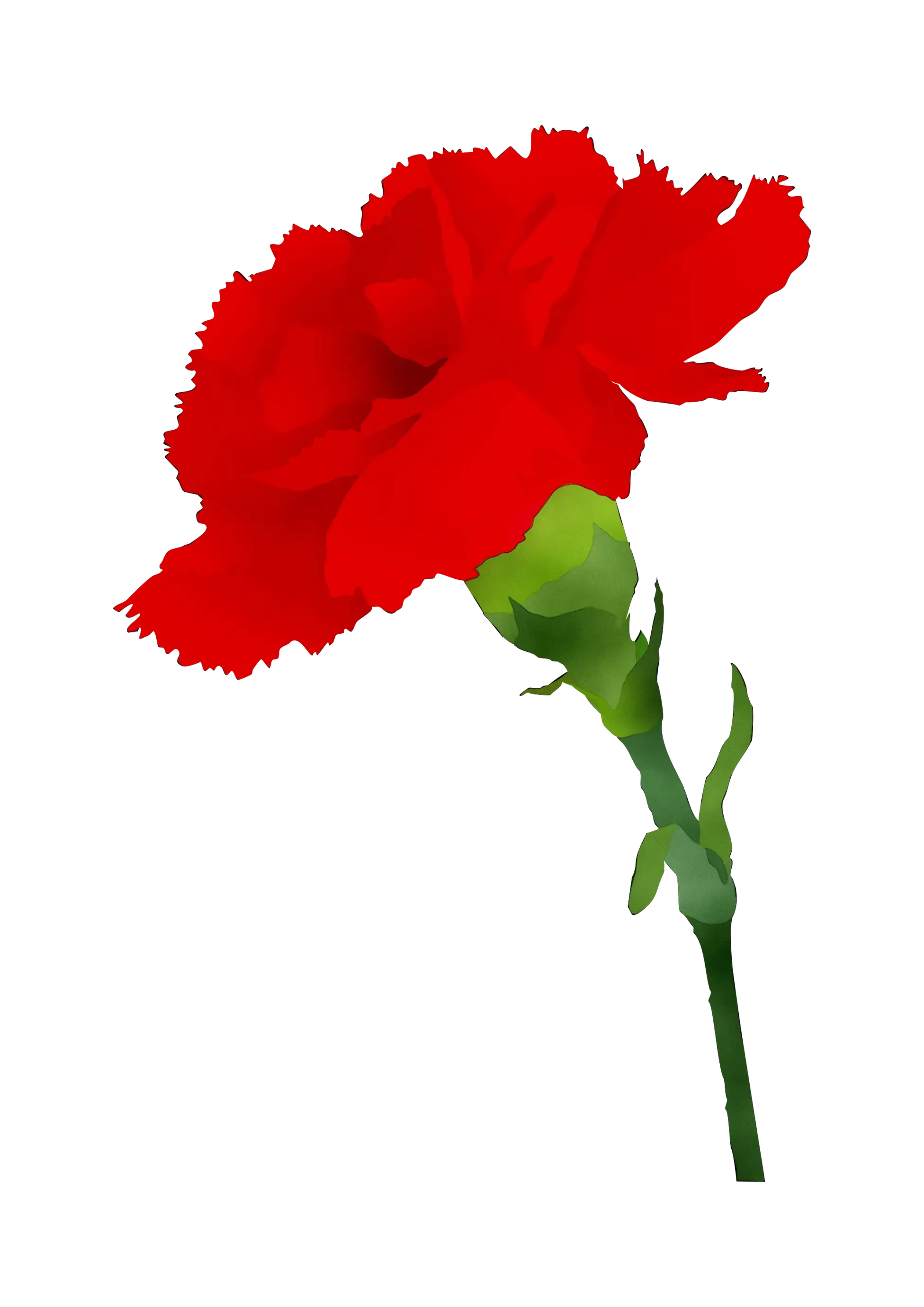 Red Carnation Flower Illustration