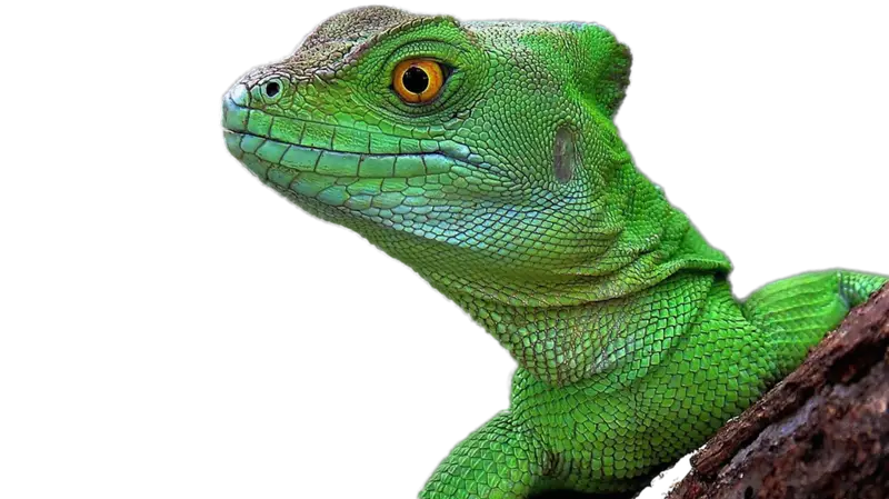Green Lizard on Bark