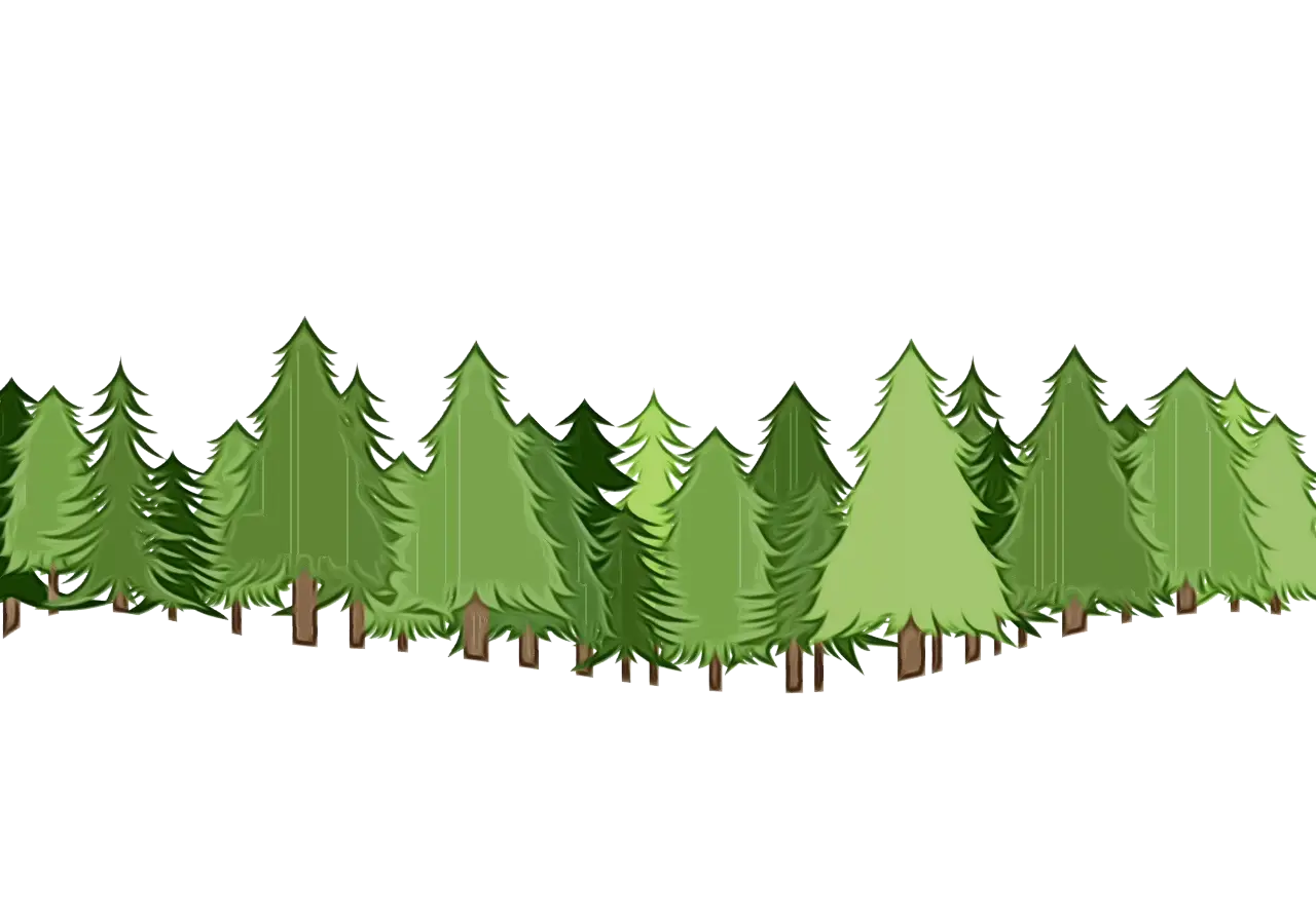 Row of Green Pine Trees in Nature