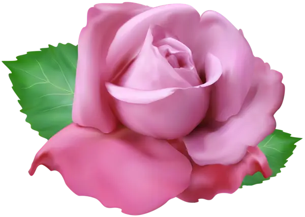 Beautiful Pink Rose with Green Leaves