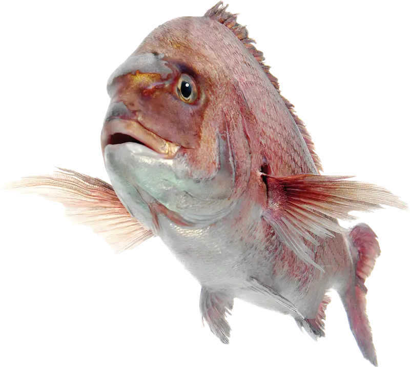 Red Snapper Fish in Realistic Style