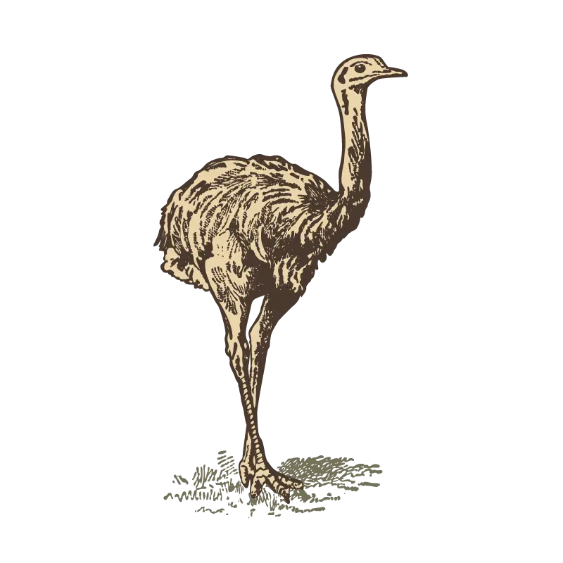Vintage Ostrich Sketch Illustration
