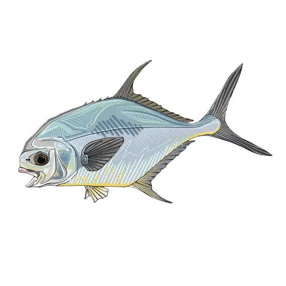 Permit Fish Illustration with Detailed Features