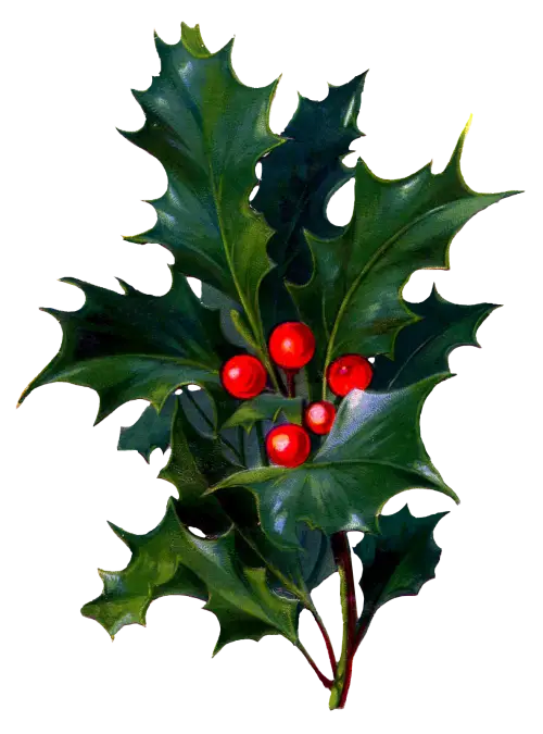 Holly Leaves with Red Berries for Festive Decoration
