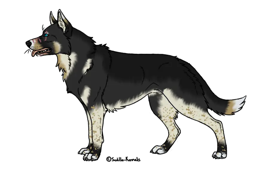 Wolf Digital Illustration