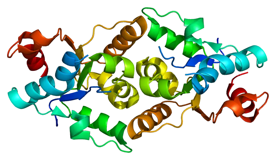 Three-Dimensional Protein Structure Visualization