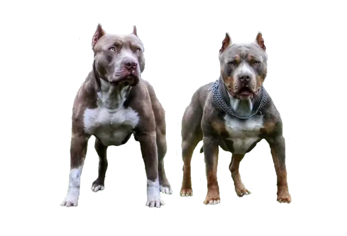 Two Muscular Pitbull Dogs