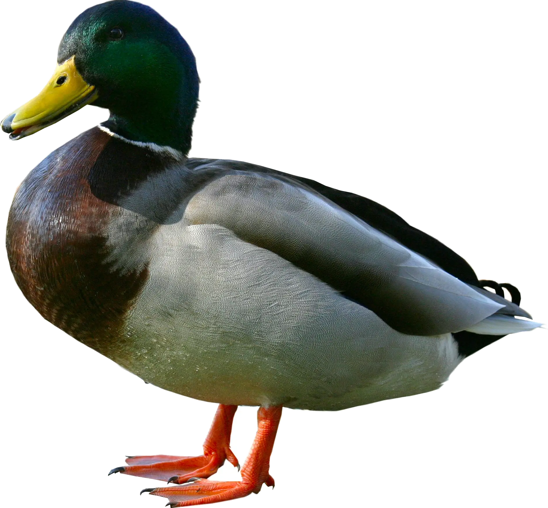 Vibrant Male Mallard Duck