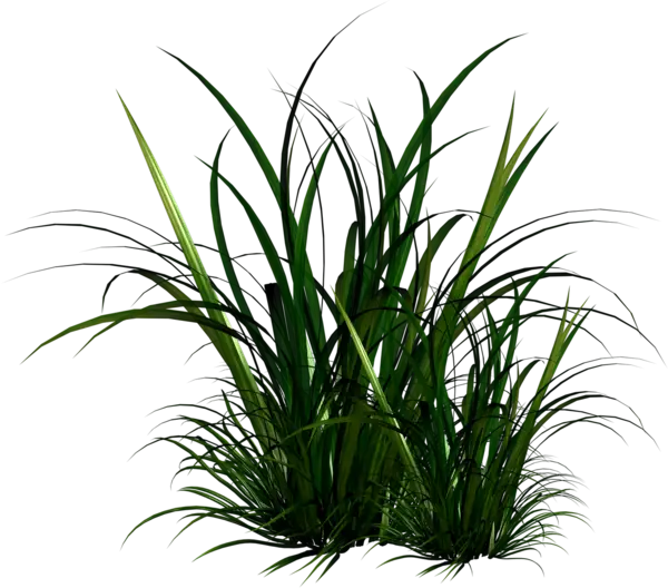 Lush Green Grass Clump