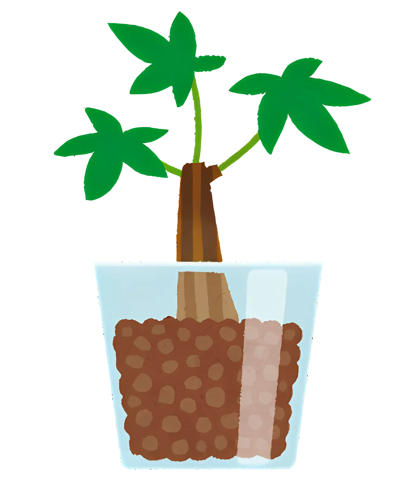 Small Plant in a Pot