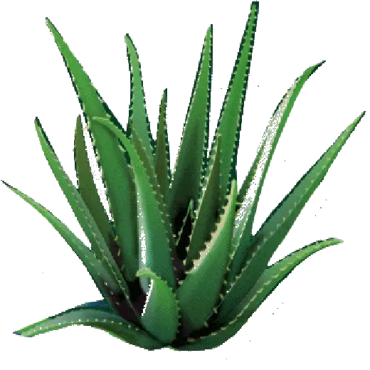 Green Aloe Vera Plant