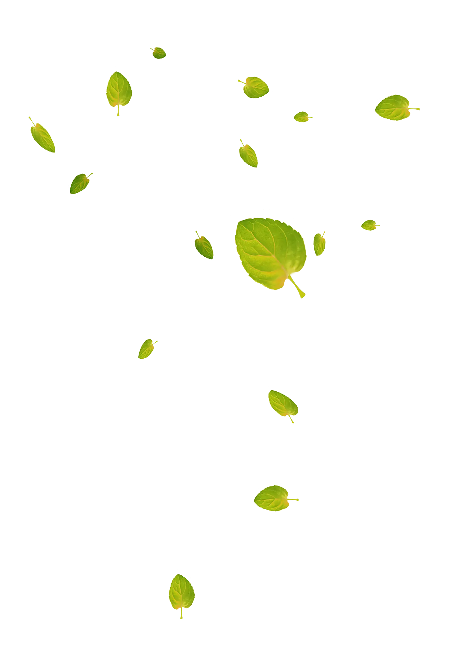 Falling Green Leaves in Transparent Background