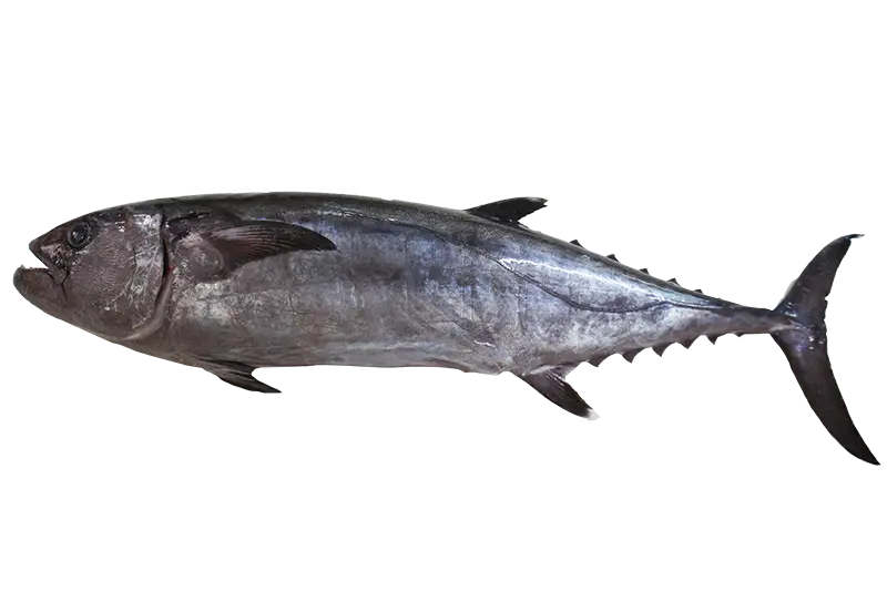 Tuna Fish Illustration
