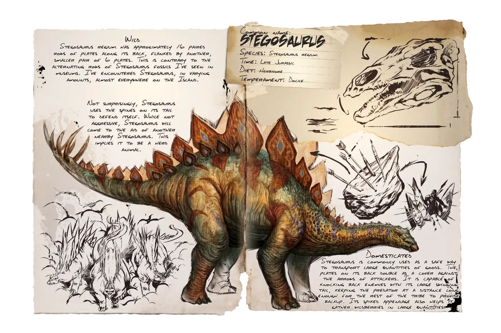 Stegosaurus Sketch with Fossil Notes