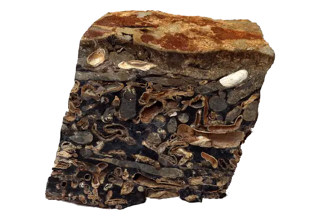 Fossil Rock Specimen