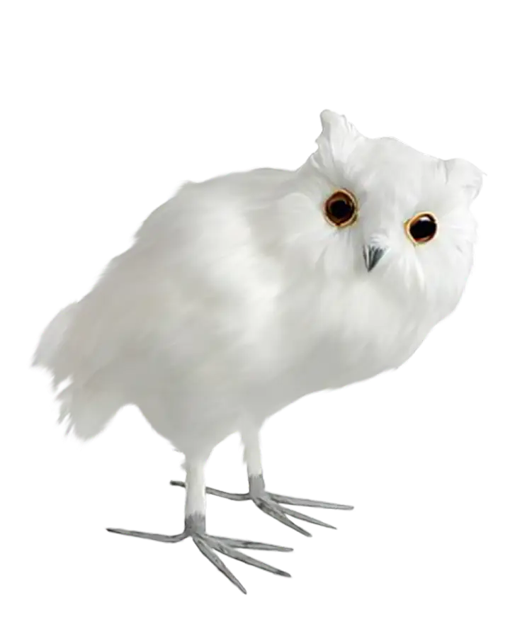 Illustration of a White Owl with Big Eyes