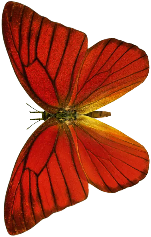 Beautiful Red Butterfly with Intricate Patterns