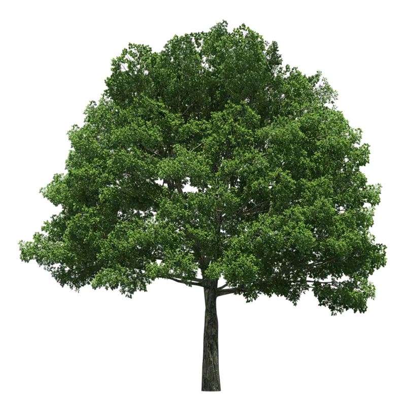 Lush Green Tree Illustration