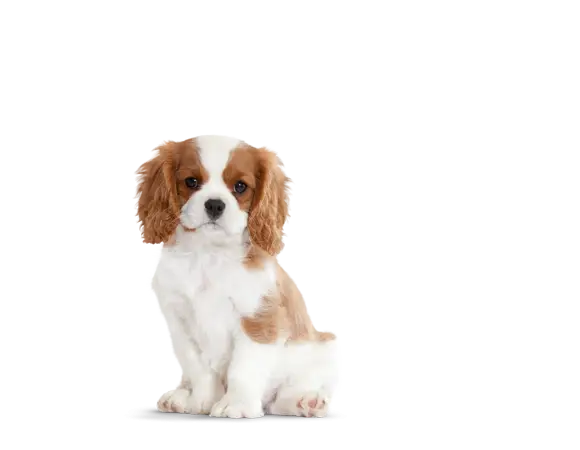Adorable Cute Puppy