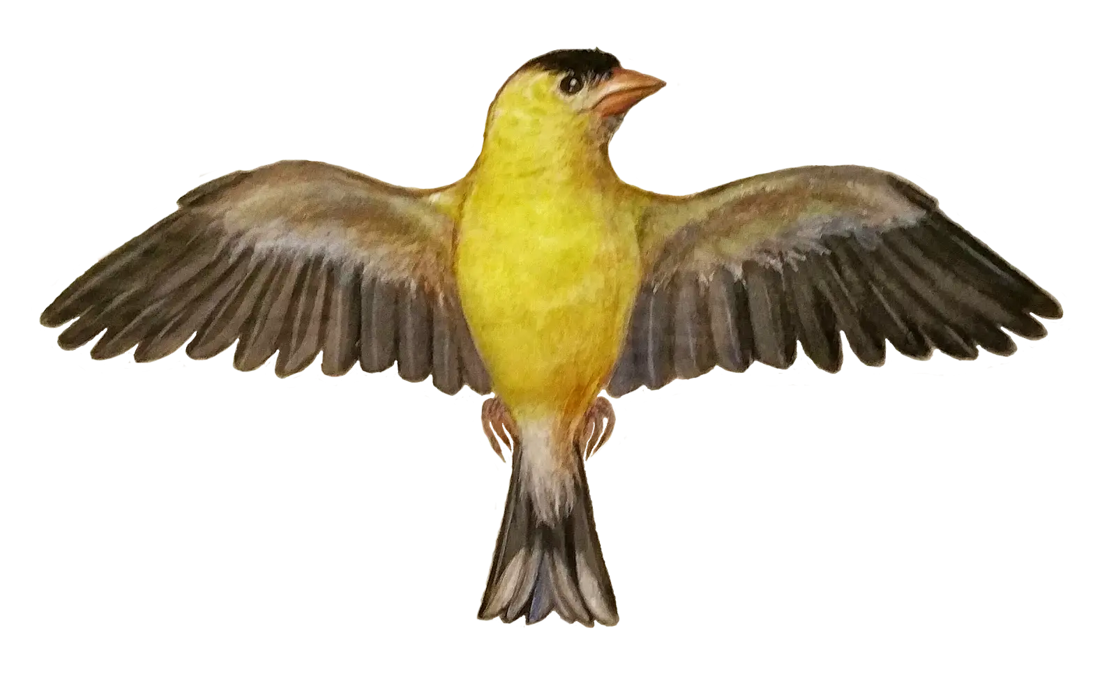 Yellow Bird Illustration in Flight