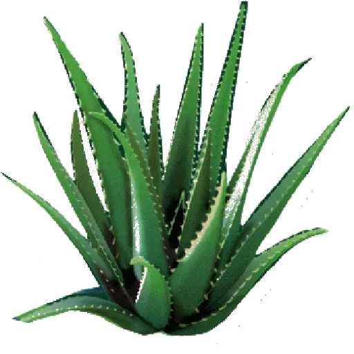 Aloe Vera Plant Graphic