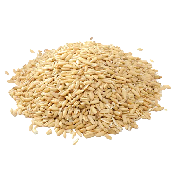 Pile of Oat Grains