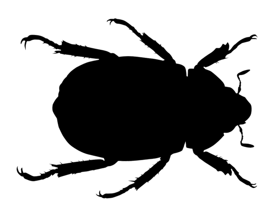 Silhouette of a Beetle Graphic