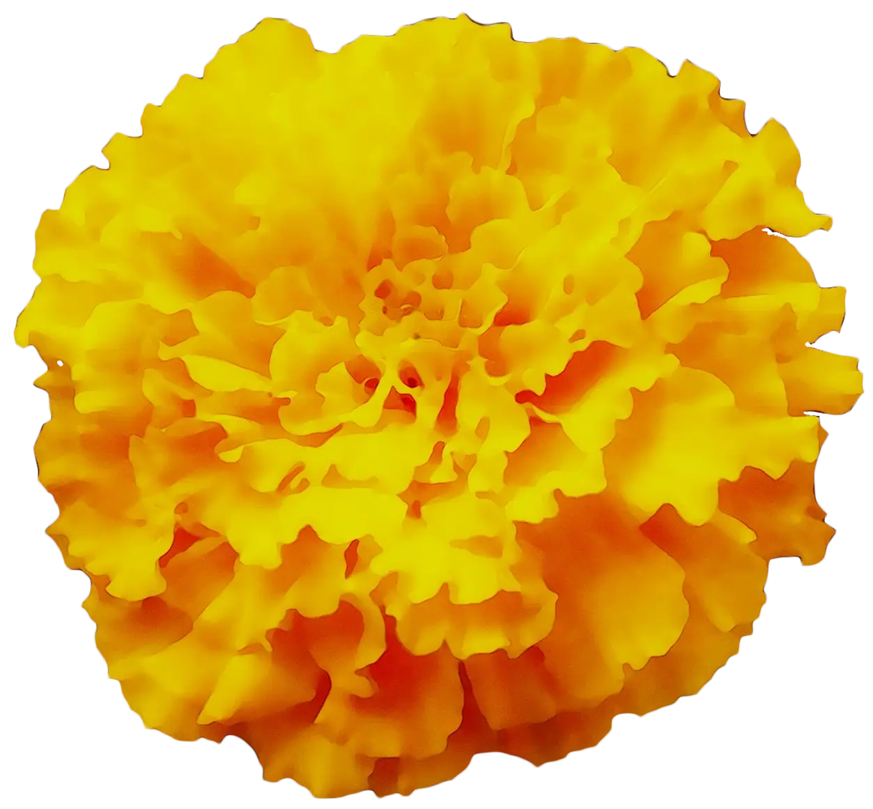 Detailed Yellow Marigold Blossom