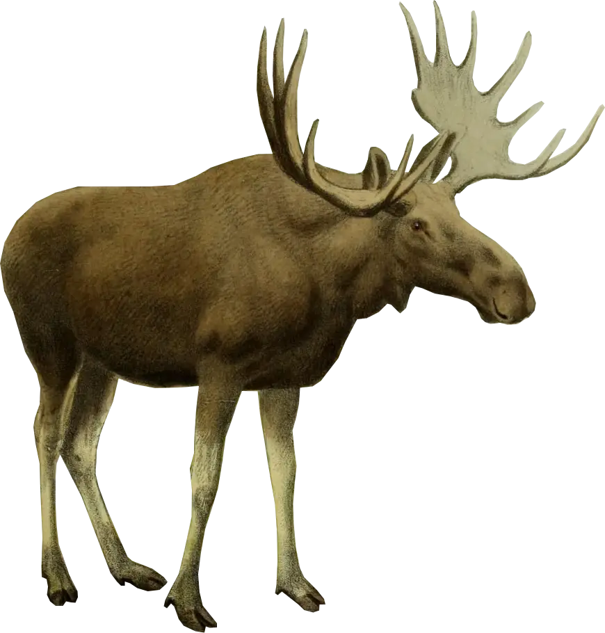 Moose Illustration with Antlers
