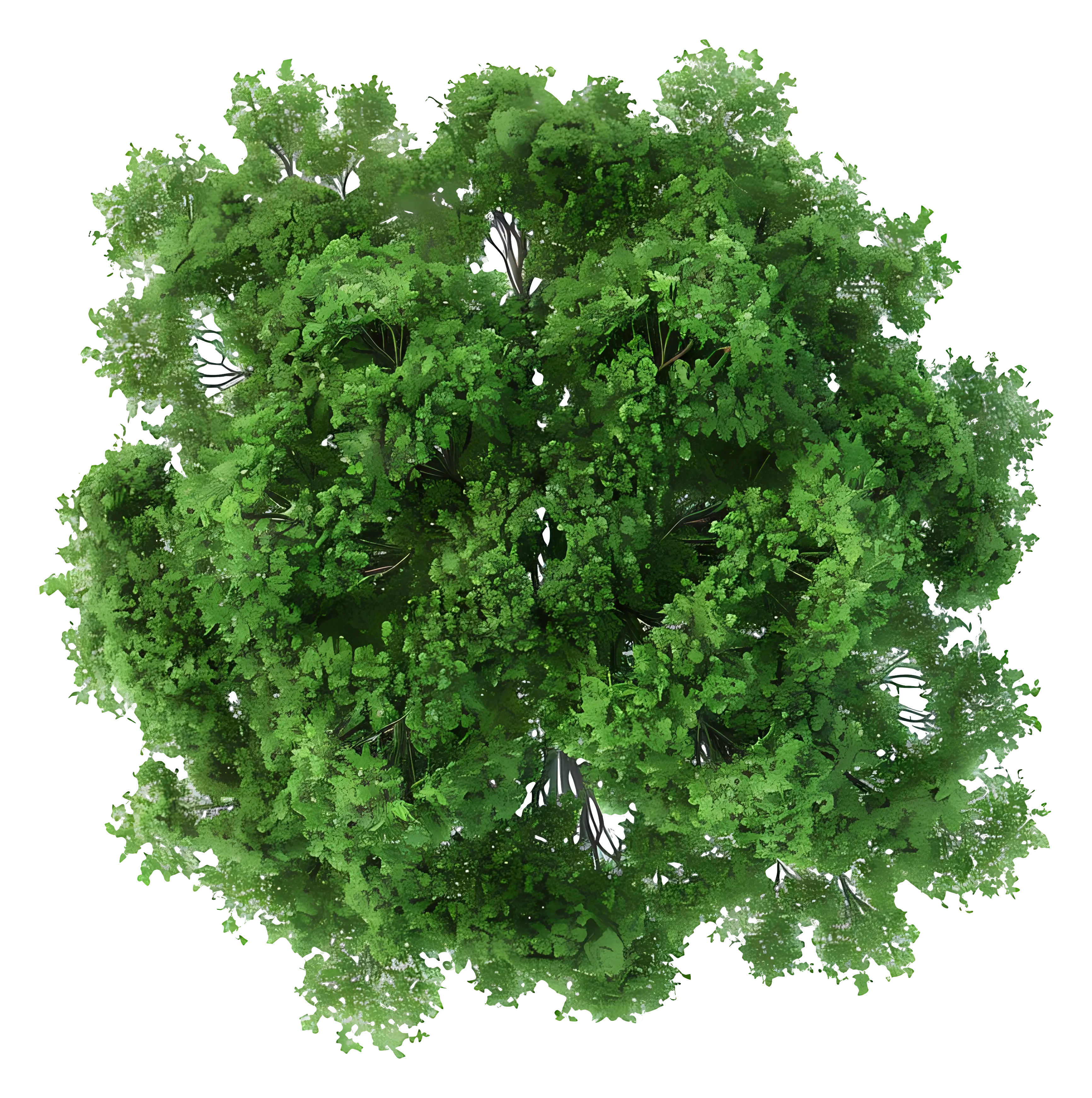 Green Tree Top View