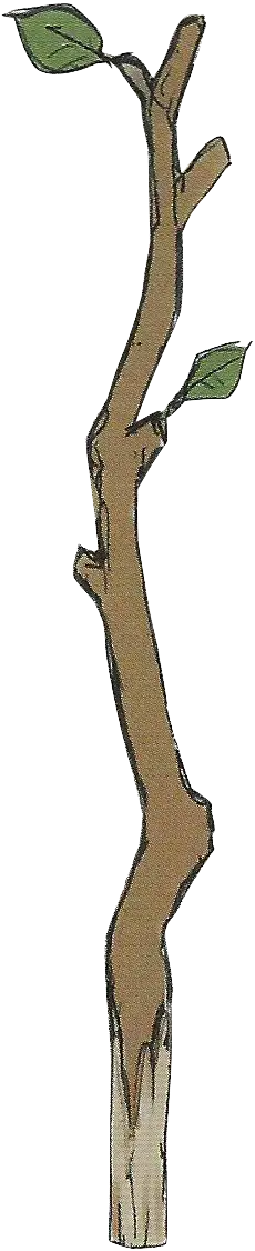 Tree Branch with Leaves