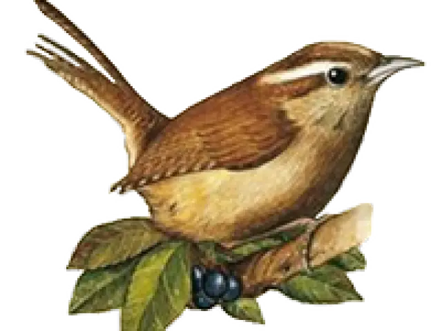 Brown Bird on Branch